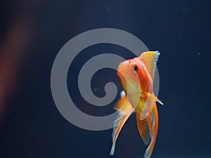 Goldfish in tank dark background close up shot