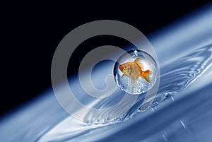 Goldfish trapped in a droplet