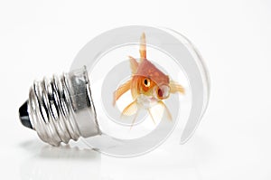 Goldfish trapped in a light bulb