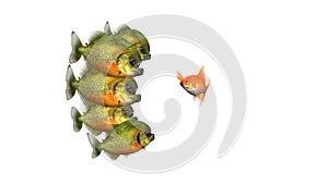 Goldfish Trying to Survive Telling Tales to Piranhas, Funny Conceptual 3d Animation on a White Background, Seamless