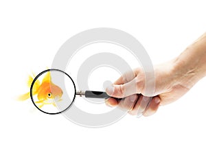 Goldfish under a magnifying glass