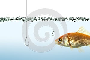 Goldfish watching a hook