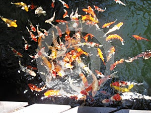 Goldfish in the water