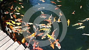 Goldfish in the water