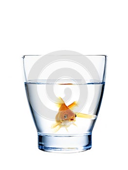 Goldfish in a water glass