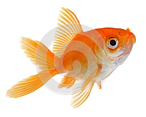 Goldfish on White