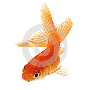 Goldfish on White