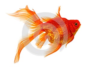 Goldfish on White