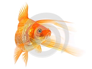 Goldfish on a white background