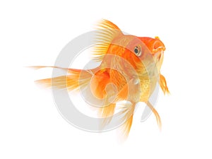 Goldfish on a white background