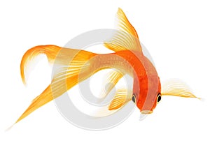 Goldfish on White Background