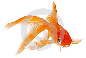 Goldfish on White Background