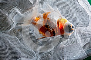 Goldfish in a white Fishnet
