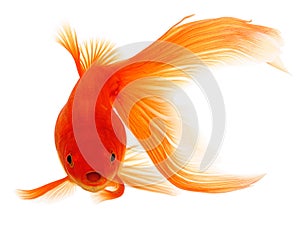 Goldfish on White