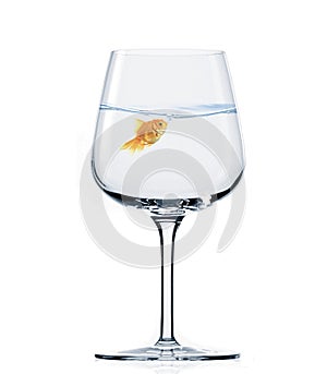 goldfish in wine glass