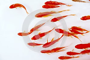 Goldfishes