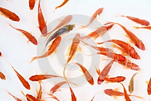 Goldfishes