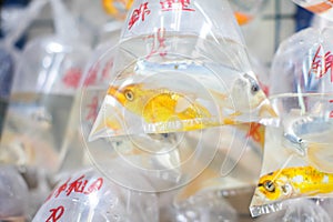 Goldfishes and different fishes for aquarium in plastic bags hanged on the wall in a pet shop selling in Hong Kong