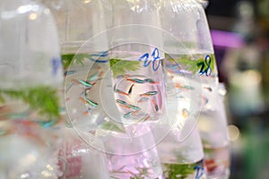 Goldfishes and different fishes for aquarium in plastic bags hanged on the wall in a pet shop selling in Hong Kong