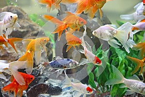 Goldfishes