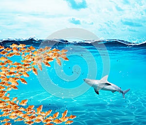 Goldfishes group make a big mouth to eat the shark. Concept of unity is strenght,teamwork and partnership
