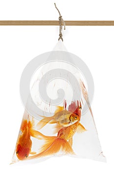 Goldfishes in the plastic bag