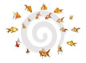 Goldfishes Set - Announcement! Paying Attention!