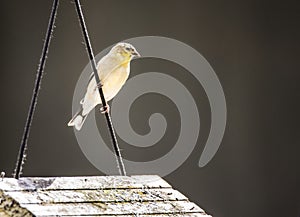 A Goldfitch sits backlit by the sun.