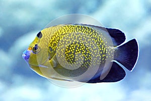 Goldflake Angelfish (Apolemichthys xanthopunctatus)