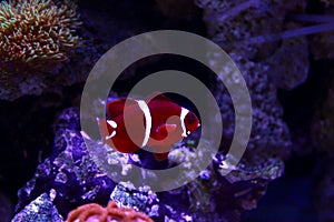 Goldflake Maroon Clownfish - Premnas biaculeatus