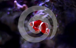 Goldflake Maroon Clownfish - Premnas biaculeatus