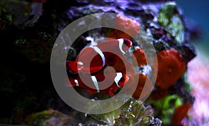 Goldflake Maroon Clownfish - Premnas biaculeatus