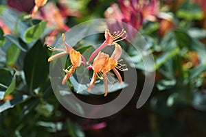 Goldflame honeysuckle flowers.