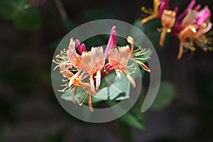 Goldflame honeysuckle flowers.