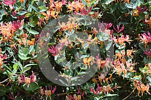 Goldflame honeysuckle flowers.