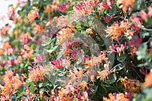 Goldflame honeysuckle flowers.