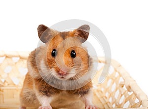 Goldhamster (Mesocricetus auratus)