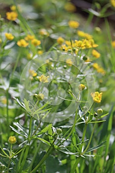 Goldilocks buttercup