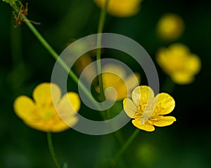 Goldilocks buttercup flowers growing in the High Tatras, Slovakia.