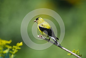 Goldinch with Summery Green Background - Spinus tristis photo