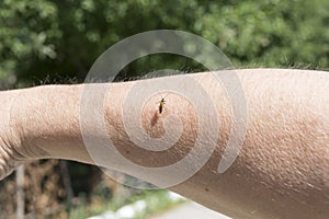 Goldish beetle is sitting on a hand photo
