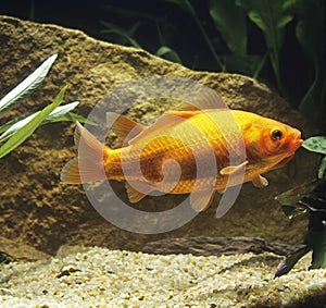 Goldish, carassius auratus, Aquarium Fishes photo