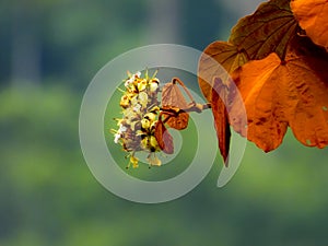 Goldleaf Bauhinia