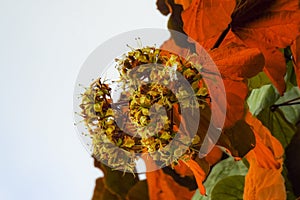 Goldleaf Bauhinia