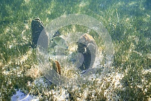 A goldline fish  swimming among fan mussels.