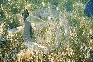 A goldline fish  swimming among fan mussels.