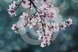 Goldmine Nectarine Tree In Spring Bloom