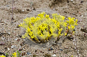 Goldmoss stonecrop