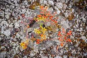 Goldmoss Stonecrop - From Above