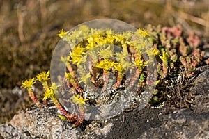 Goldmoss stonecrop Sedum acre on limestone rock